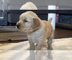 Small #6 Golden Retriever