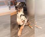 Small #1 Catahoula Leopard Dog Mix