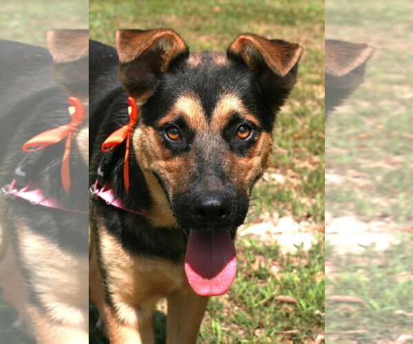 Medium Photo #1 German Shepherd Dog-Unknown Mix Puppy For Sale in Attalka, AL, USA