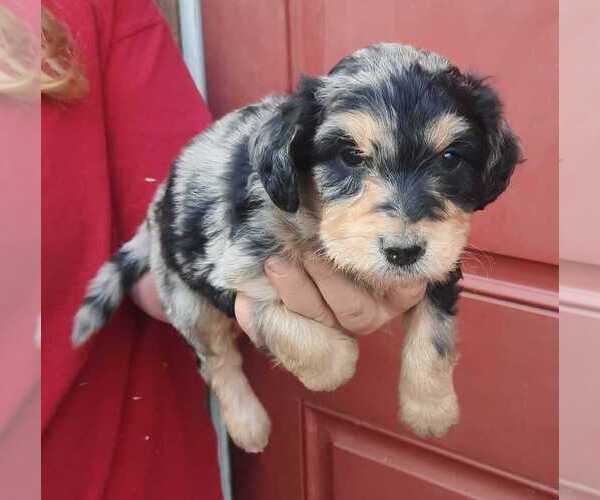 Medium Photo #6 Aussiedoodle Puppy For Sale in COTTAGEVILLE, SC, USA