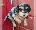 Small Photo #6 Aussiedoodle Puppy For Sale in COTTAGEVILLE, SC, USA
