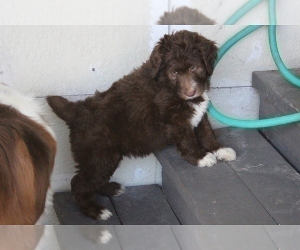 Medium Photo #8 Bordoodle Puppy For Sale in JACKSONVILLE, FL, USA