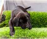 Small Photo #87 Great Dane Puppy For Sale in WAKARUSA, IN, USA