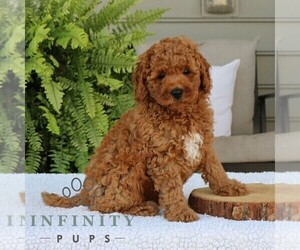 Goldendoodle (Miniature) Puppy for sale in NARVON, PA, USA