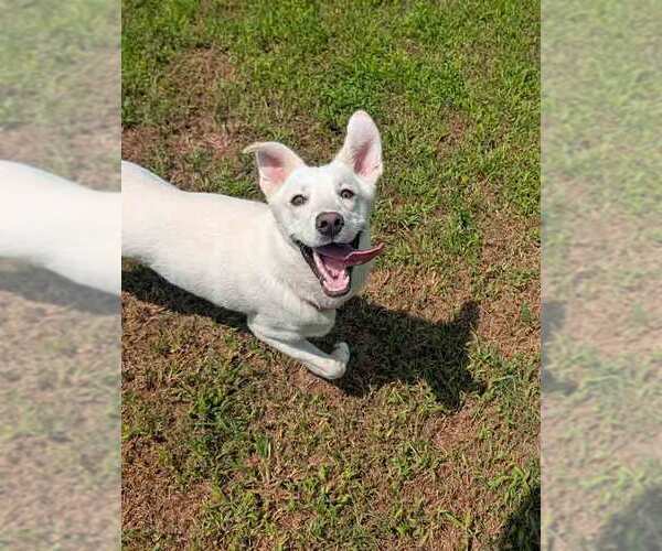 Medium Photo #9 Siberian Husky-Unknown Mix Puppy For Sale in Kennesaw, GA, USA