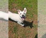 Small #8 Siberian Husky Mix