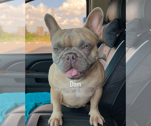 Mother of the French Bulldog puppies born on 05/09/2025