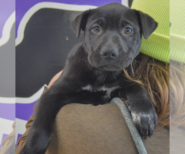 Medium Photo #6 American Staffordshire Terrier-Unknown Mix Puppy For Sale in Huntley, IL, USA