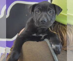 Small #5 American Staffordshire Terrier Mix