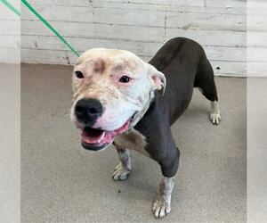 Mutt Dogs for adoption in San Bernardino, CA, USA