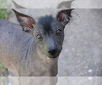 Small #1 Mutt