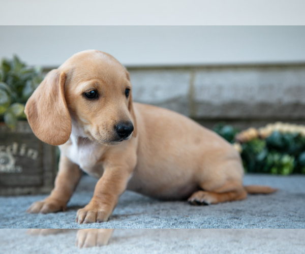 Medium Photo #15 Dachshund Puppy For Sale in NAPPANEE, IN, USA