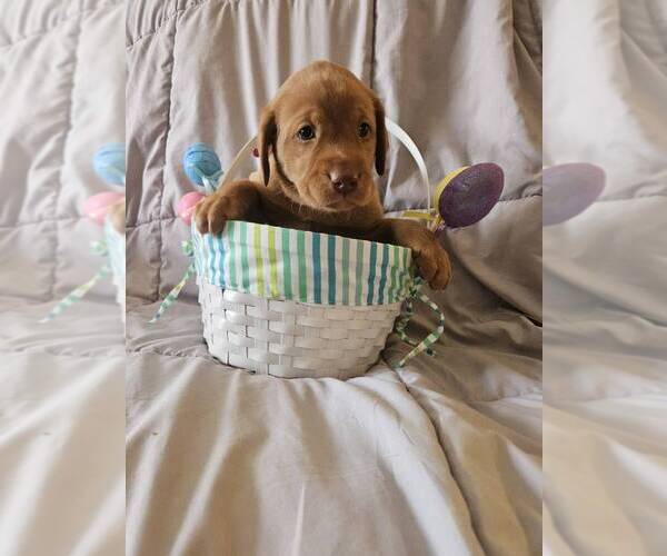 Medium Photo #10 Labrador Retriever Puppy For Sale in BUFFALO, NY, USA