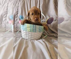 Medium Labrador Retriever