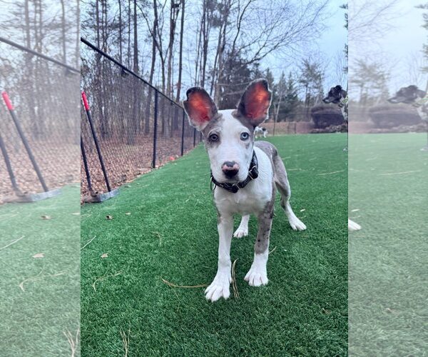 Medium Photo #3 Great Dane-Neapolitan Mastiff Mix Puppy For Sale in Huntersville, NC, USA