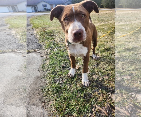 Medium Photo #5 Mutt Puppy For Sale in New London, WI, USA