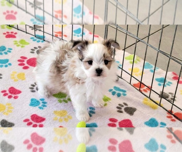 Medium Photo #7 Papitese Puppy For Sale in ORO VALLEY, AZ, USA