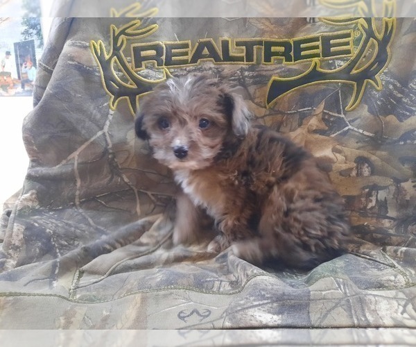 Full screen Photo #2 Chihuahua-Poodle (Toy) Mix Puppy For Sale in GREENWOOD, WI, USA