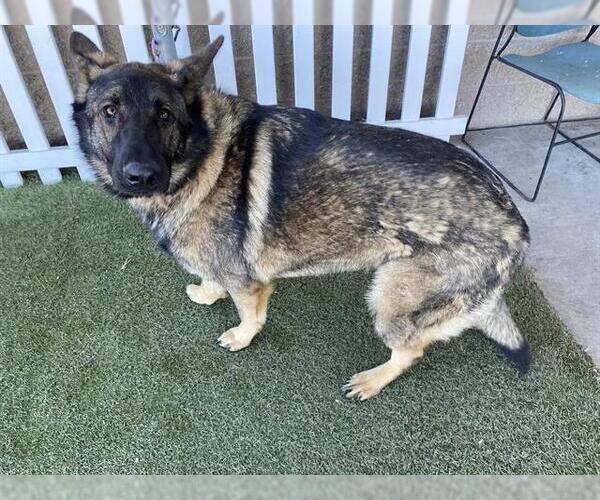 Medium Photo #1 German Shepherd Dog-Unknown Mix Puppy For Sale in Modesto, CA, USA