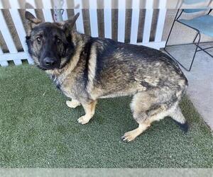 German Shepherd Dog-Unknown Mix Dogs for adoption in Modesto, CA, USA