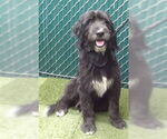 Small Miniature Labradoodle