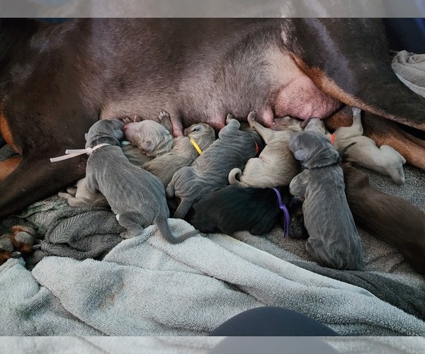 Medium Photo #23 Doberman Pinscher Puppy For Sale in CLINTON, OH, USA
