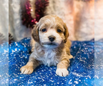 Small Photo #7 Cockapoo Puppy For Sale in WAKARUSA, IN, USA