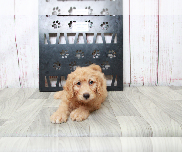 Medium Photo #5 Goldendoodle (Miniature) Puppy For Sale in MARIETTA, GA, USA