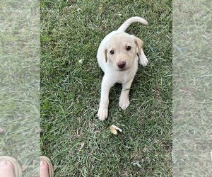 Labrador Retriever Puppy for sale in NINETY SIX, SC, USA