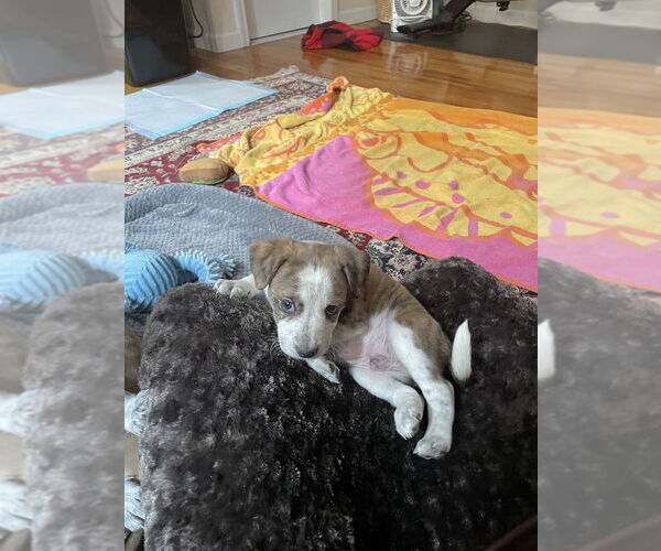 Medium Photo #4 Mutt Puppy For Sale in Brooklyn, NY, USA