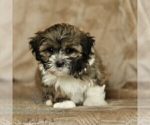 ShihPoo Puppy for sale in GORDONVILLE, PA, USA