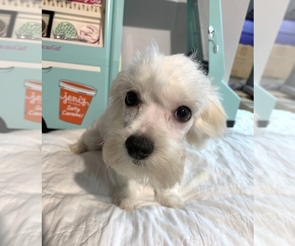 Medium Photo #2 Chonzer Puppy For Sale in MORENO VALLEY, CA, USA