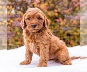 Goldendoodle-Poodle (Miniature) Mix Puppy for sale in MYERSTOWN, PA, USA