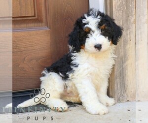 Bernedoodle (Miniature) Puppy for sale in NARVON, PA, USA