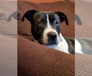 American Pit Bull Terrier-American Staffordshire Terrier Mix Dogs for adoption in Staten Island, NY, USA