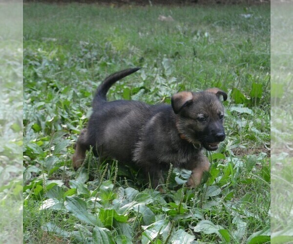 Medium Photo #3 German Shepherd Dog Puppy For Sale in POWDER SPRINGS, GA, USA