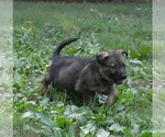 Small #2 German Shepherd Dog