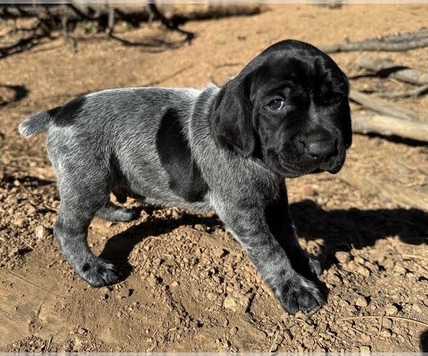 Medium Photo #1 German Shorthaired Pointer Puppy For Sale in WOODLAND PARK, CO, USA