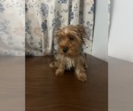 Small Photo #7 Yorkshire Terrier Puppy For Sale in DURHAM, CT, USA