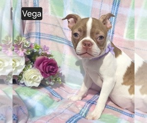 Boston Terrier Puppy for sale in MINERAL WELLS, WV, USA