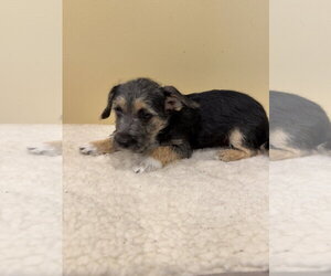 Chihuahua-Unknown Mix Dogs for adoption in Royal Palm Beach, FL, USA