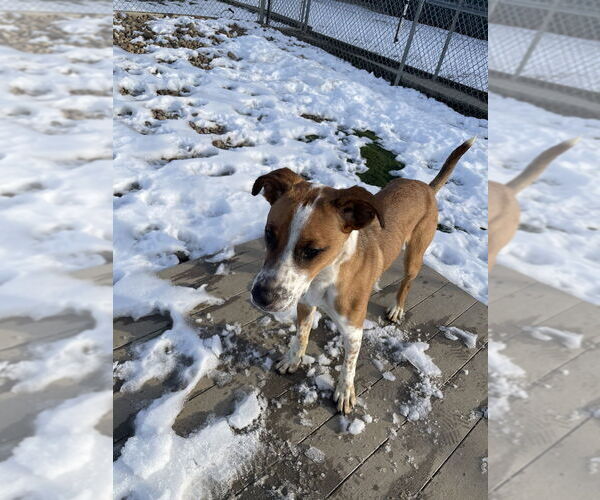 Medium Photo #7 Mutt Puppy For Sale in Evansville, IN, USA