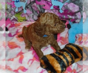 Poodle (Standard) Puppy for sale in HOWE, ID, USA
