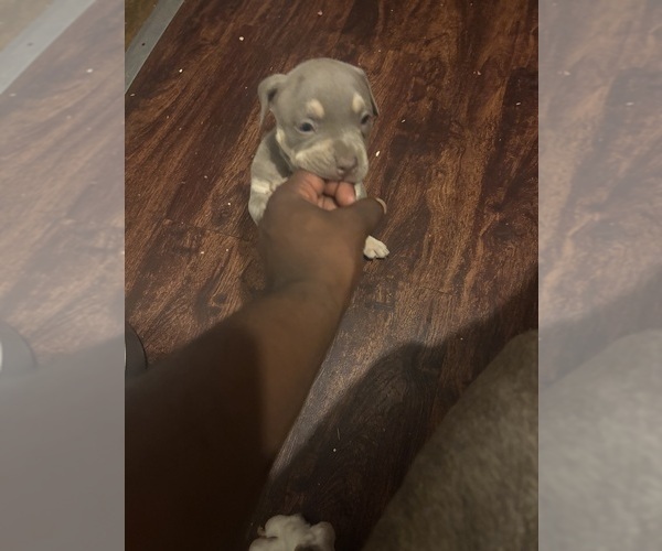 Medium Photo #21 American Bully Puppy For Sale in GLASSPORT, PA, USA