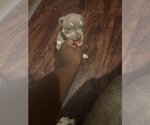 Small #20 American Bully