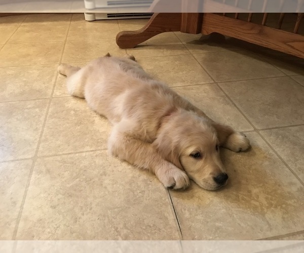 Medium Photo #20 Golden Retriever Puppy For Sale in WEBSTER CITY, IA, USA