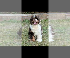 Father of the Cocker Spaniel puppies born on 06/19/2026