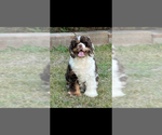 Small Photo #1 Cocker Spaniel Puppy For Sale in LEANDER, TX, USA