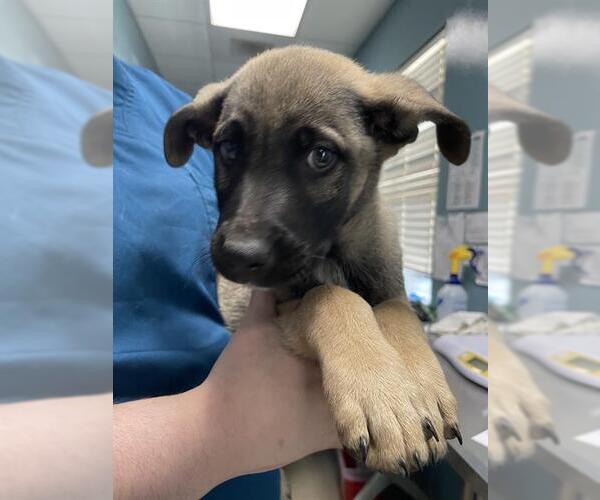 Medium Photo #1 German Shepherd Dog-Unknown Mix Puppy For Sale in Newton, NC, USA