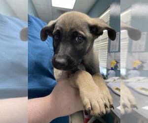 German Shepherd Dog-Unknown Mix Dogs for adoption in Newton, NC, USA